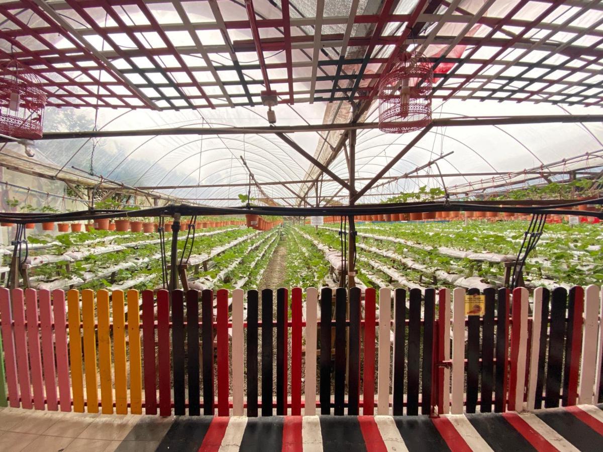 Aiza Homestay Opposite Abang Strawberry Taman Sedia Tanah Rata Exterior foto